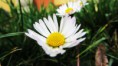/album/galleria-foto-homepage/margherite-naty-jpg/